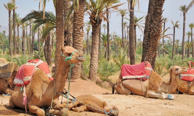 marrakech camel trekking