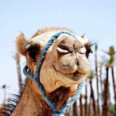 marrakech camel trekking