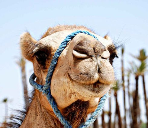 marrakech camel trekking